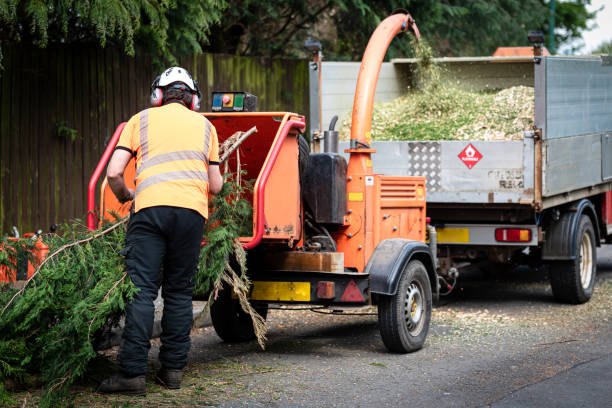 Residential Tree Removal in Summit Park, UT